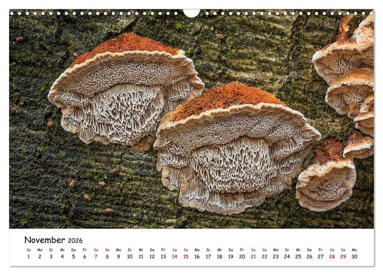 Produktbild: Pilzgalerie - Heimische Pilze von ihrer sch&ouml;nsten Seite (Wandkalender 2026 DIN A3 quer), CALVENDO Monatskalender