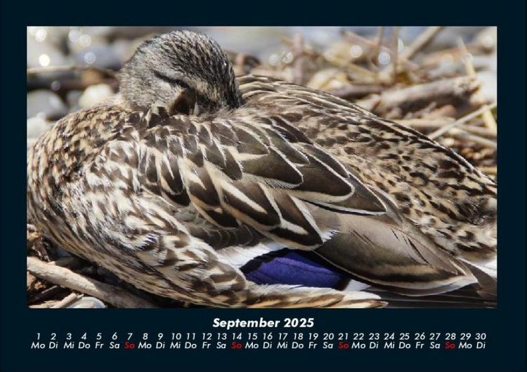 Produktbild: Enten 2025 Fotokalender DIN A4