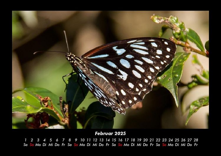 Produktbild: Bunte Pracht der Schmetterlinge 2025 Fotokalender DIN A3