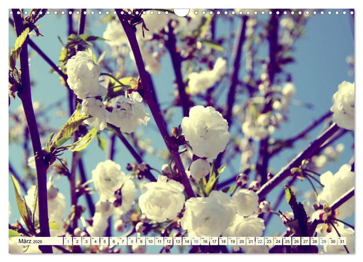 Produktbild: Focus Natur (Wandkalender 2026 DIN A3 quer), CALVENDO Monatskalender