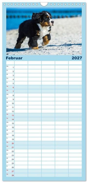 Produktbild: Familienplaner 2027 - Seeb&auml;rchen entdecken die Welt - Berner Sennenhunde mit 5 Spalten (Wandkalender, 21 x 45 cm) CALVENDO