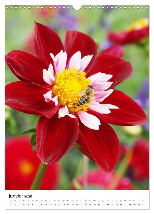 Produktbild: Des beaux dahlias (Calendrier mural 2026 DIN A3 horizontal), CALVENDO calendrier mensuel