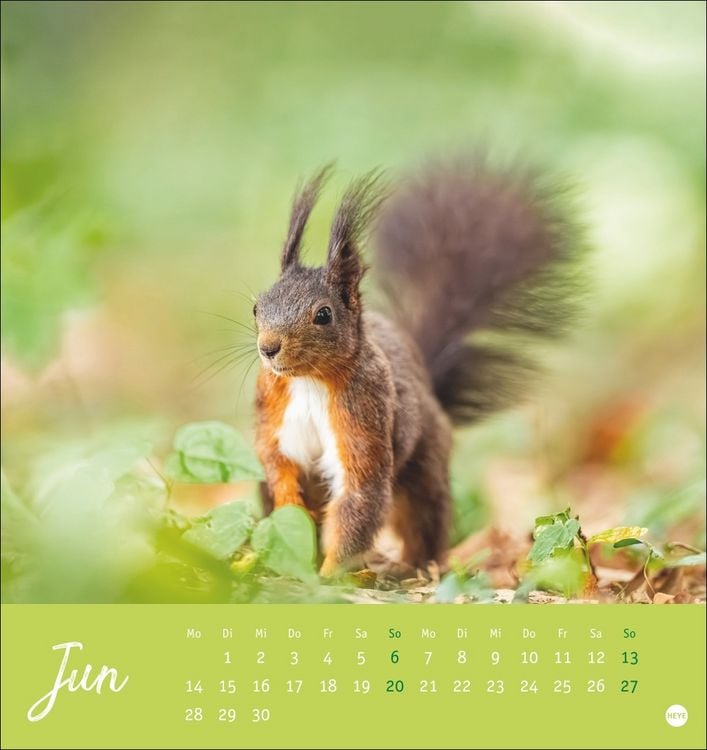 Produktbild: Eichh&ouml;rnchen Postkartenkalender 2027