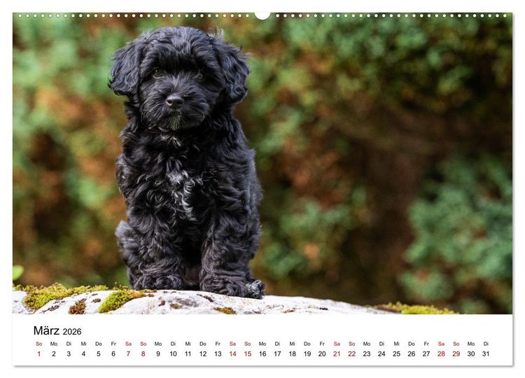 Produktbild: Maltipoo Welpen (hochwertiger Premium Wandkalender 2026 DIN A2 quer), Kunstdruck in Hochglanz
