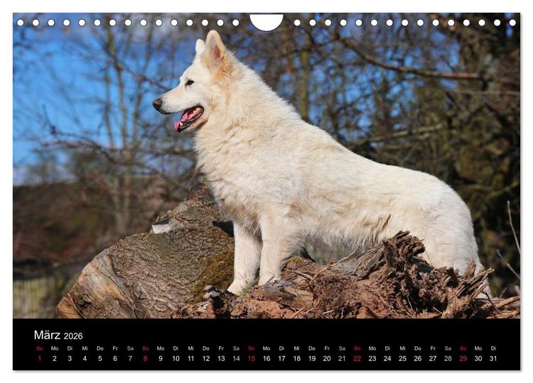 Produktbild: Wei&szlig;er Schweizer Sch&auml;ferhund (Wandkalender 2026 DIN A4 quer), CALVENDO Monatskalender