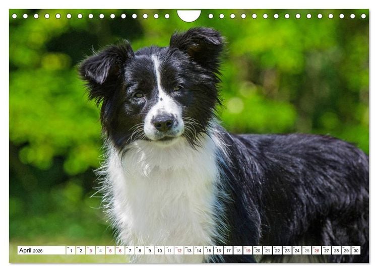 Produktbild: Traumhund Border Collie (Wandkalender 2026 DIN A4 quer), CALVENDO Monatskalender