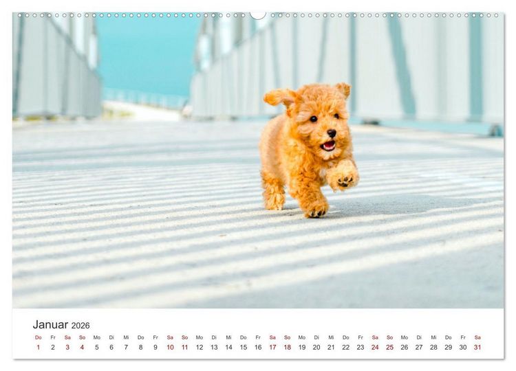 Produktbild: Pudel - Die flauschigen Lockenk&ouml;pfe. (Wandkalender 2026 DIN A2 quer), CALVENDO Monatskalender