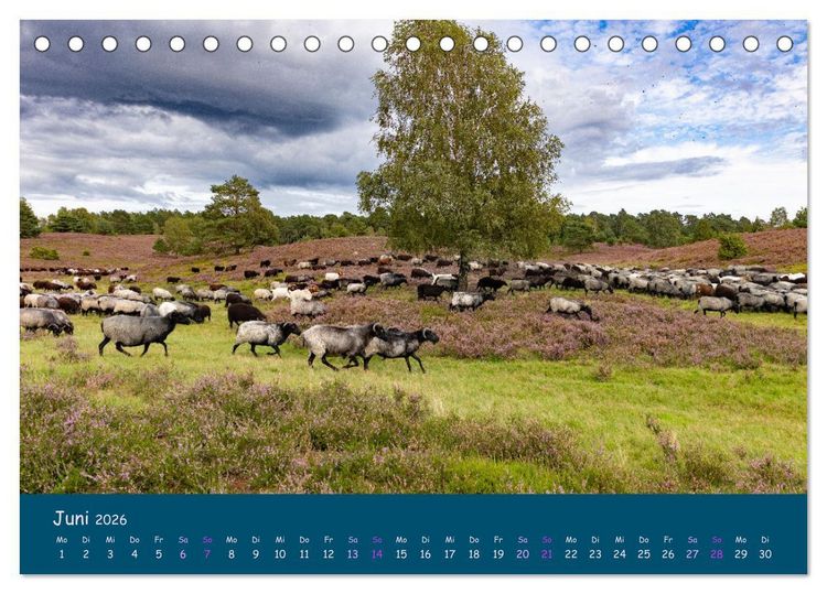 Produktbild: Heidschnucken, die pr&auml;chtigen Schafe der L&uuml;neburger Heide (Tischkalender 2026 DIN A5 quer), CALVENDO Monatskalender