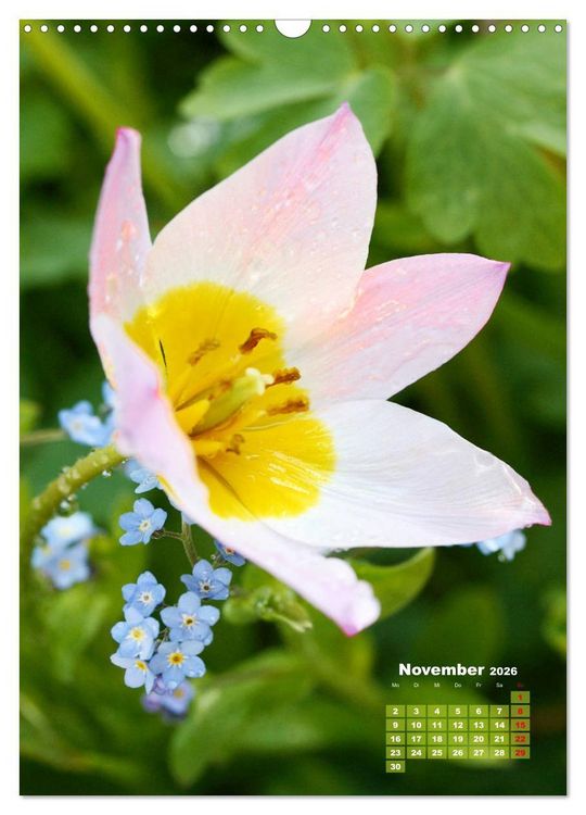 Produktbild: Ein buntes Tulpenjahr (Wandkalender 2026 DIN A3 hoch), CALVENDO Monatskalender