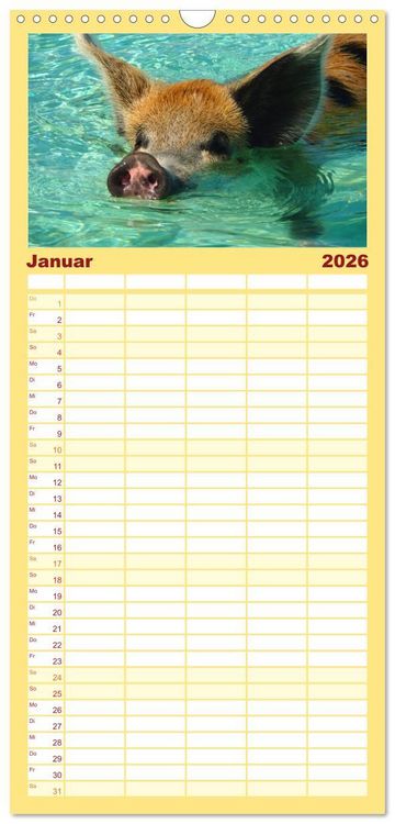 Produktbild: Familienplaner 2026 - Schweine im Dauerurlaub auf den Bahamas! mit 5 Spalten (Wandkalender, 21 x 45 cm) CALVENDO