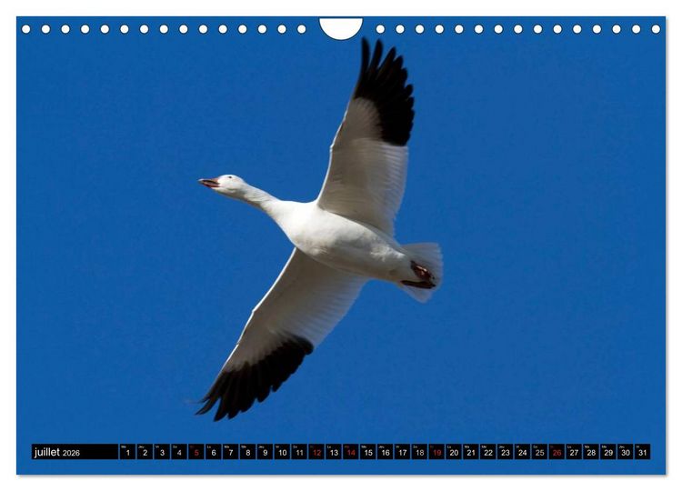 Produktbild: PLUMES L&Eacute;G&Egrave;RES. Oiseaux du Monde (Calendrier mural 2026 DIN A4 vertical), CALVENDO calendrier mensuel