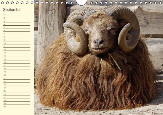 Produktbild: Der wollige Geburtstagskalender (Wandkalender immerw&auml;hrend DIN A4 quer)