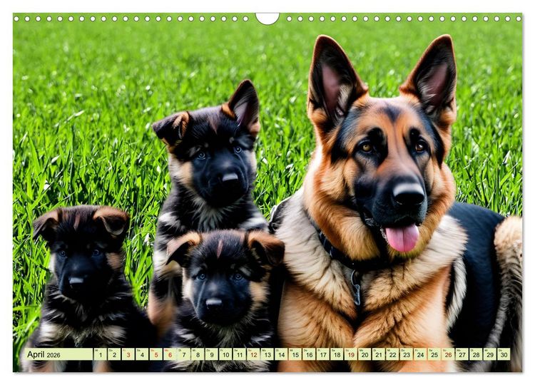 Produktbild: Deutscher Sch&auml;ferhund - Inbegriff der Treue (Wandkalender 2026 DIN A3 quer), CALVENDO Monatskalender