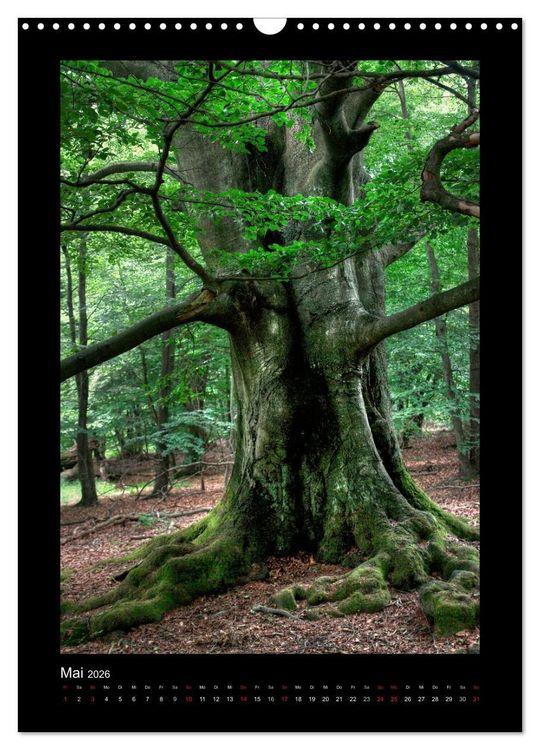 Produktbild: Mythos Baum / 2026 (Wandkalender 2026 DIN A3 hoch), CALVENDO Monatskalender