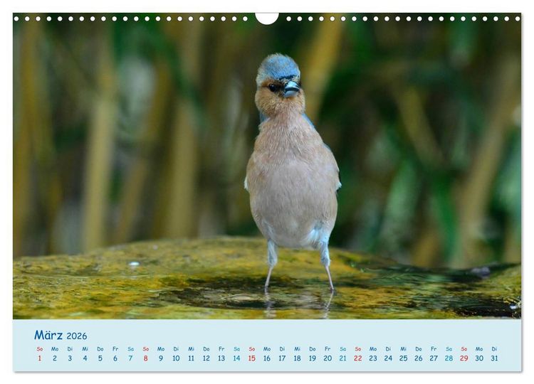 Produktbild: Sommer am Pool - Singv&ouml;gel an der Badestelle (Wandkalender 2026 DIN A3 quer), CALVENDO Monatskalender