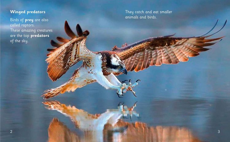 Produktbild: Amazing Raptors
