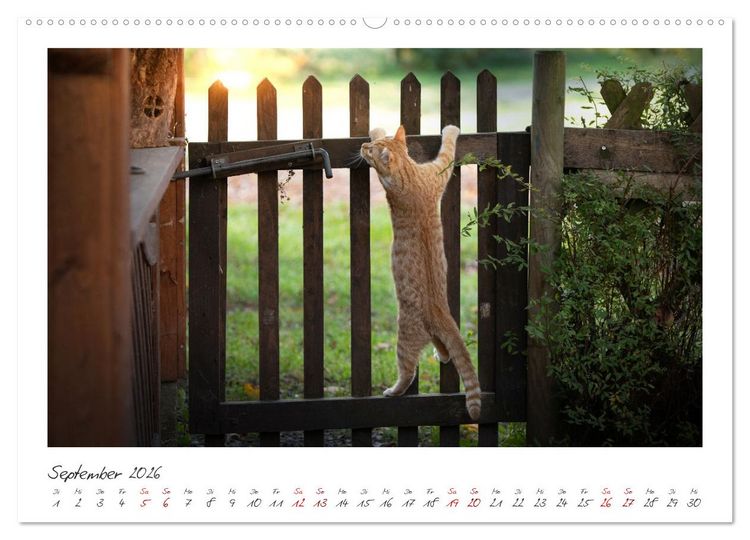 Produktbild: Zauberhafte rote K&auml;tzchen (hochwertiger Premium Wandkalender 2026 DIN A2 quer), Kunstdruck in Hochglanz