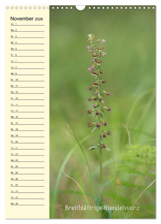 Produktbild: Wildwachsende Orchideen in Bayern (Wandkalender 2026 DIN A3 hoch), CALVENDO Monatskalender