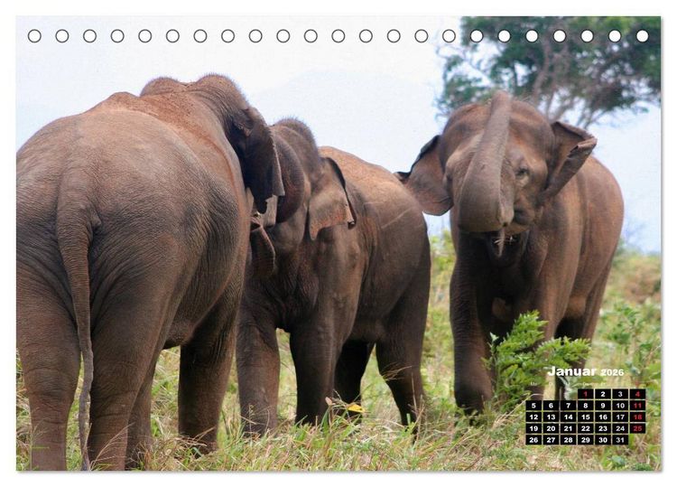 Produktbild: Bedrohte Riesen - Elefanten in Sri Lanka (Tischkalender 2026 DIN A5 quer), CALVENDO Monatskalender