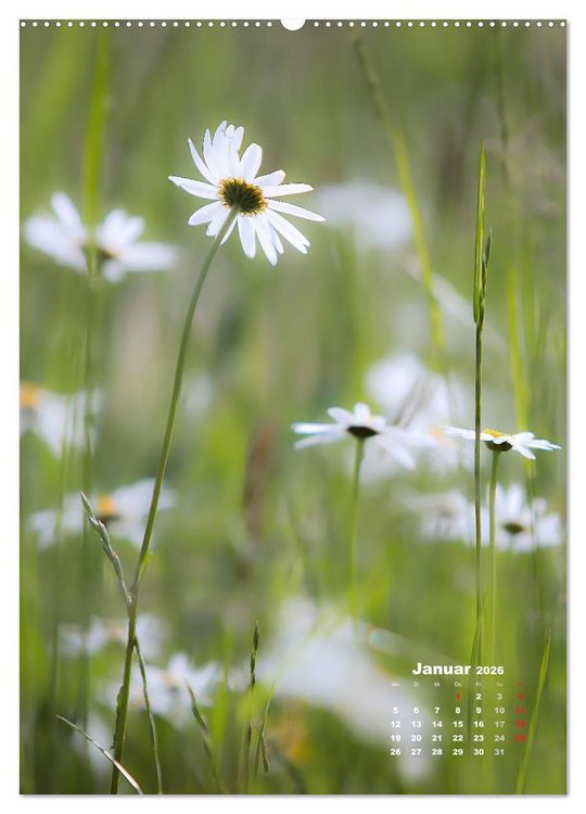 Produktbild: Ein Spaziergang &uuml;ber eine Sommerwiese (Wandkalender 2026 DIN A2 hoch), CALVENDO Monatskalender