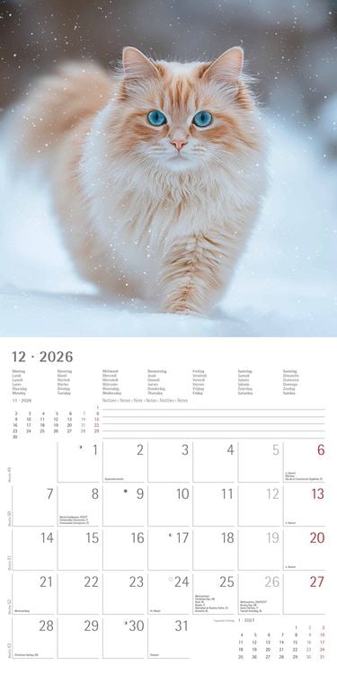 Produktbild: Katzen 2026 - Broschürenkalender 30x30 cm (30x60 geöffnet) - Kalender mit Platz für Notizen - Cats - Bildkalender - Wandplaner - Katzenkalender