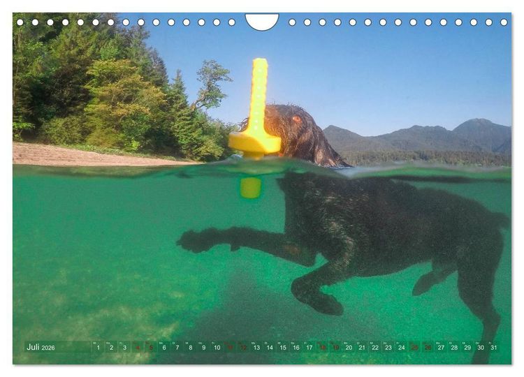 Produktbild: Deutsch Drahthaar - Ein Jahr mit Max (Wandkalender 2026 DIN A4 quer), CALVENDO Monatskalender