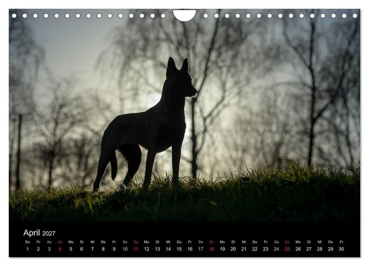 Produktbild: Belgische Sch&auml;ferhunde - Der Malinois im Licht (Wandkalender 2027 DIN A4 quer), CALVENDO Monatskalender