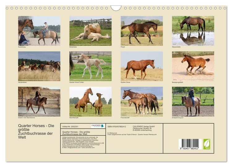 Produktbild: Quarter Horses - Die gr&ouml;&szlig;te Zuchtbuchrasse der Welt (Wandkalender 2026 DIN A3 quer), CALVENDO Monatskalender