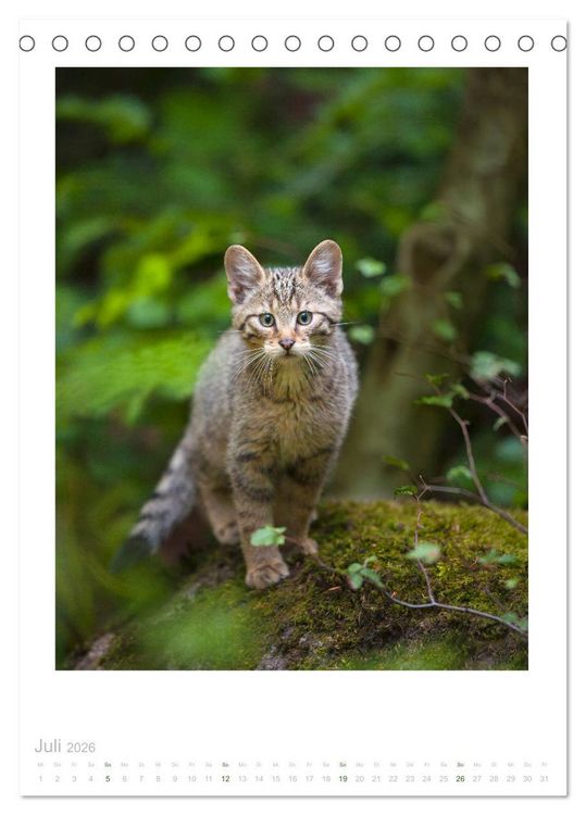 Produktbild: Wildkatzen - Kleine Samtpfoten des Waldes (Tischkalender 2026 DIN A5 hoch), CALVENDO Monatskalender