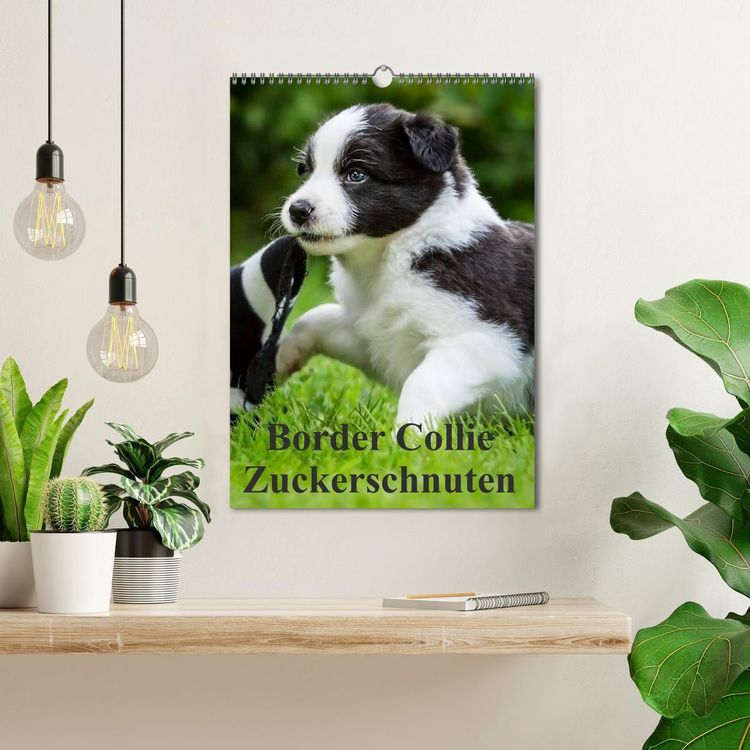 Produktbild: Border Collie Zuckerschnuten (Wandkalender 2026 DIN A3 hoch), CALVENDO Monatskalender