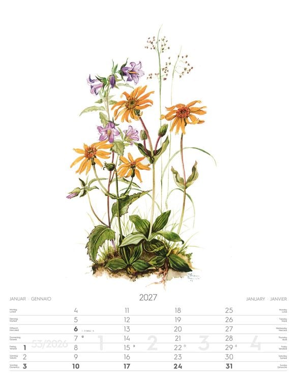 alpenblumen-aquarelle-kalender-2027-kalender-bei-b-cher-de-bestellen