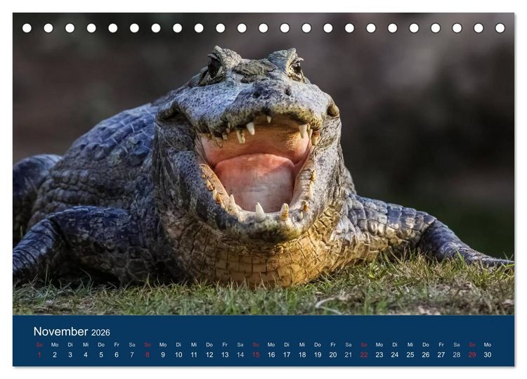 Produktbild: Brasilien tierisch gut 2026 (Tischkalender 2026 DIN A5 quer), CALVENDO Monatskalender