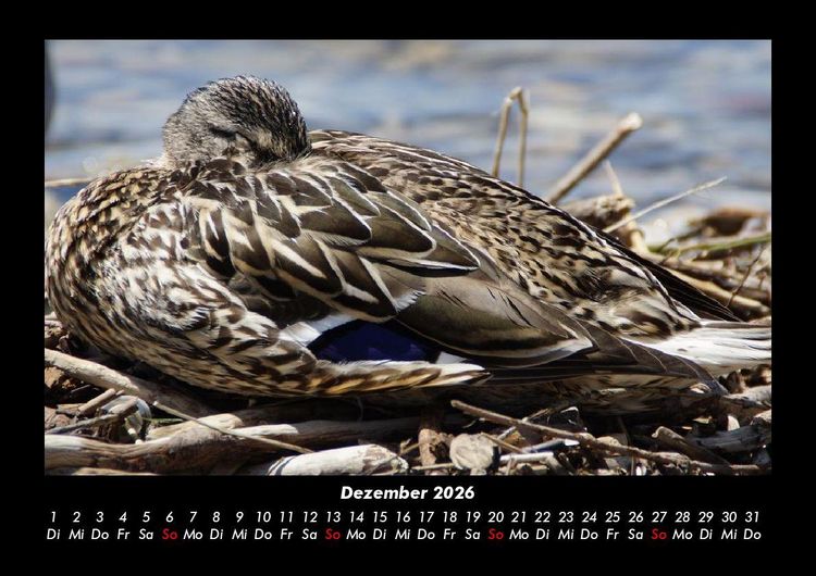 Produktbild: Enten 2026 Fotokalender DIN A3
