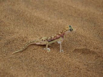 Produktbild: CALVENDO Puzzle W&uuml;stengecko | 1000 Teile Lege-Gr&ouml;&szlig;e 64x48cm Foto-Puzzle f&uuml;r gl&uuml;ckliche Stunden