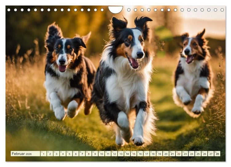 Produktbild: Traumhund Collie (Wandkalender 2026 DIN A4 quer), CALVENDO Monatskalender