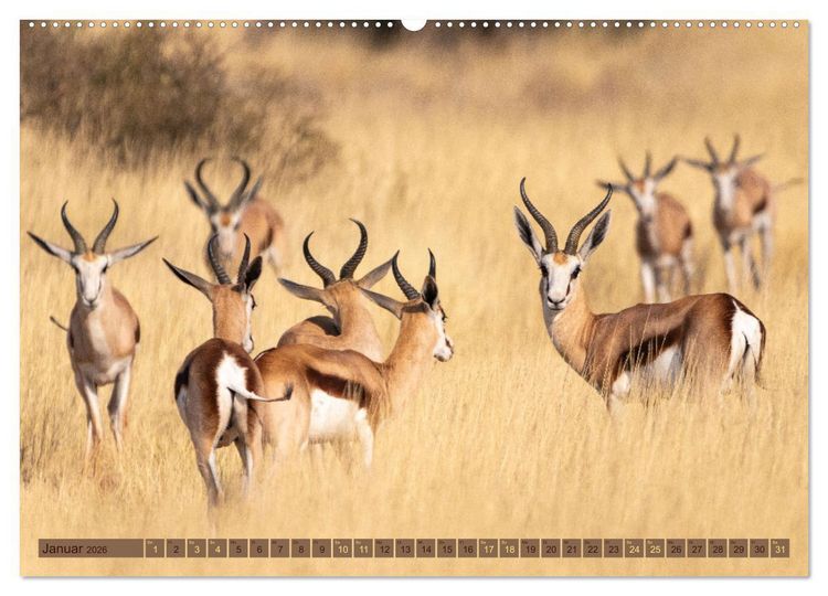 Produktbild: Wildlife Namibia - Etosha und Kalahari (hochwertiger Premium Wandkalender 2026 DIN A2 quer), Kunstdruck in Hochglanz