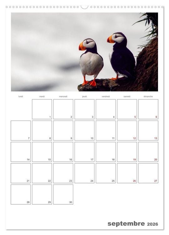 Produktbild: Notre nature sauvage, oiseaux aquatiques d'Europe (Calendrier mural 2026 DIN A2 horizontal) calendrier de bureau