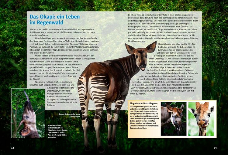 Produktbild: Entdecke die Giraffen