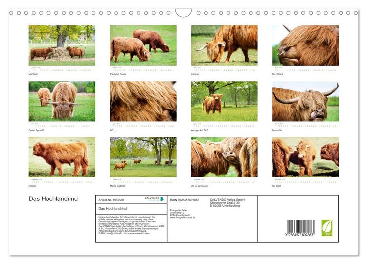 Produktbild: Das Hochlandrind (Wandkalender 2026 DIN A3 quer), CALVENDO Monatskalender