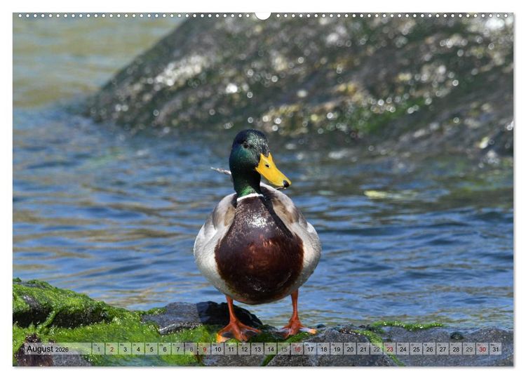 Produktbild: Sch&ouml;ne Insel Helgoland (Wandkalender 2026 DIN A2 quer), CALVENDO Monatskalender