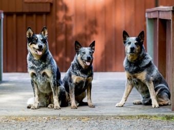 Produktbild: CALVENDO Puzzle Ein Motiv aus dem Kalender Spaziergang am See Australian Cattle Dogs | 1000 Teile Lege-Gr&ouml;&szlig;e 64x48cm Foto-Puzzle f&uuml;r gl&uuml;ckliche Stunden