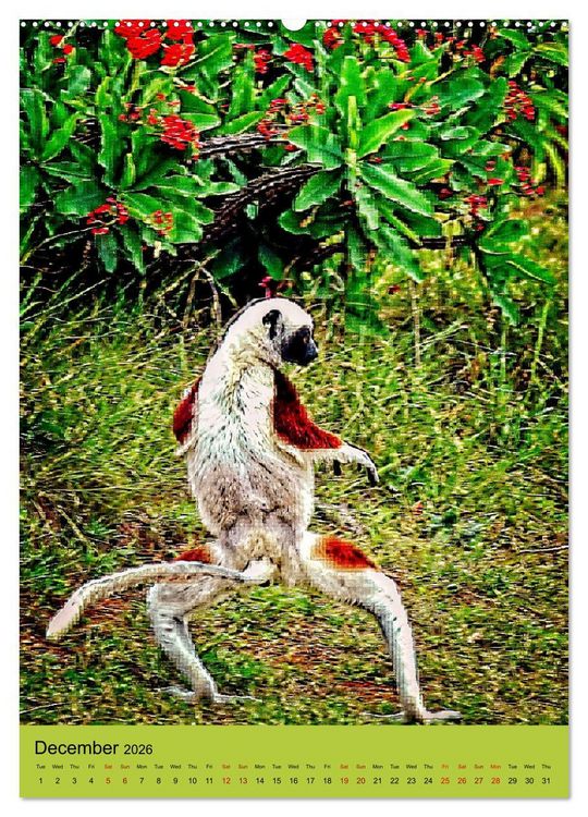 Produktbild: Adorable lemurs (Wall Calendar 2026 DIN A2 portrait), CALVENDO 12 Month Wall Calendar