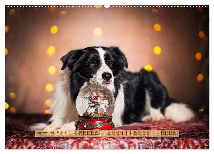 Produktbild: H&uuml;tehunde - H&uuml;ter der Herzen (hochwertiger Premium Wandkalender 2026 DIN A2 quer), Kunstdruck in Hochglanz