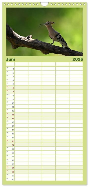 Produktbild: Familienplaner 2026 - Der Wiedehopf mit 5 Spalten (Wandkalender, 21 x 45 cm) CALVENDO
