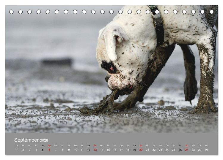 Produktbild: Boxer - charmante Herzensbrecher (Tischkalender 2026 DIN A5 quer), CALVENDO Monatskalender