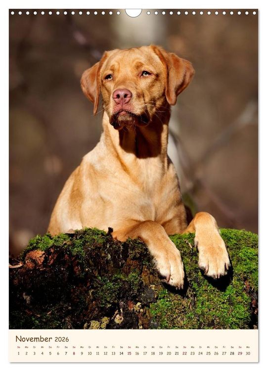 Produktbild: Labrador Retriever (Wandkalender 2026 DIN A3 hoch), CALVENDO Monatskalender