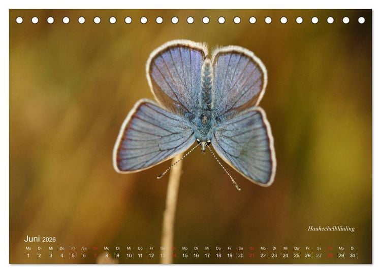 Produktbild: Gro&szlig;e und kleine Schmetterlinge (Tischkalender 2026 DIN A5 quer), CALVENDO Monatskalender