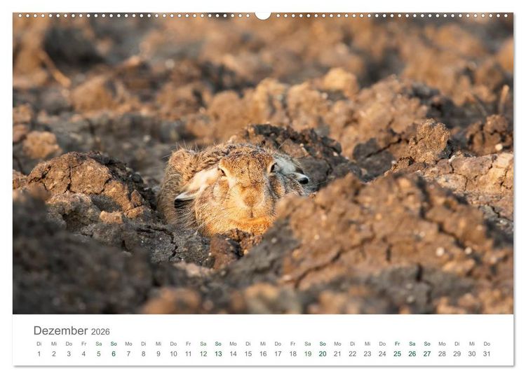 Produktbild: Feldhasen - dem Langohr auf der Spur (hochwertiger Premium Wandkalender 2026 DIN A2 quer), Kunstdruck in Hochglanz