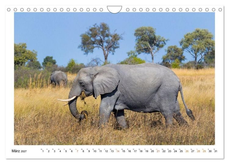 Produktbild: Afrika Wildlife-Fotografien (Wandkalender 2027 DIN A4 quer), CALVENDO Monatskalender