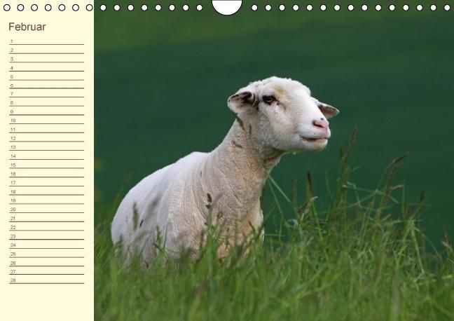 Produktbild: Der wollige Geburtstagskalender (Wandkalender immerw&auml;hrend DIN A4 quer)